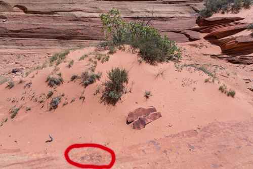 Coyote Buttes South Dinosaur Track in its setting